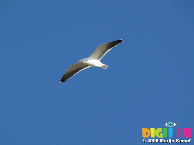 SX01606 Sea gull [Herring gull - Larus Argentatus]